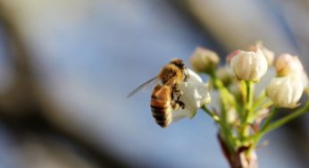 Objetivos de Desenvolvimento Sustentável – 10 anos para mudar o mundo