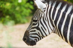 empresas zebra x startups unicórnios