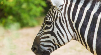 Em tempos de louvor a unicórnios, há espaço para empresas zebra?
