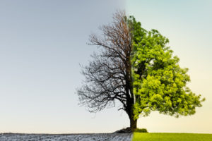 ESG – Cultura Organizacional