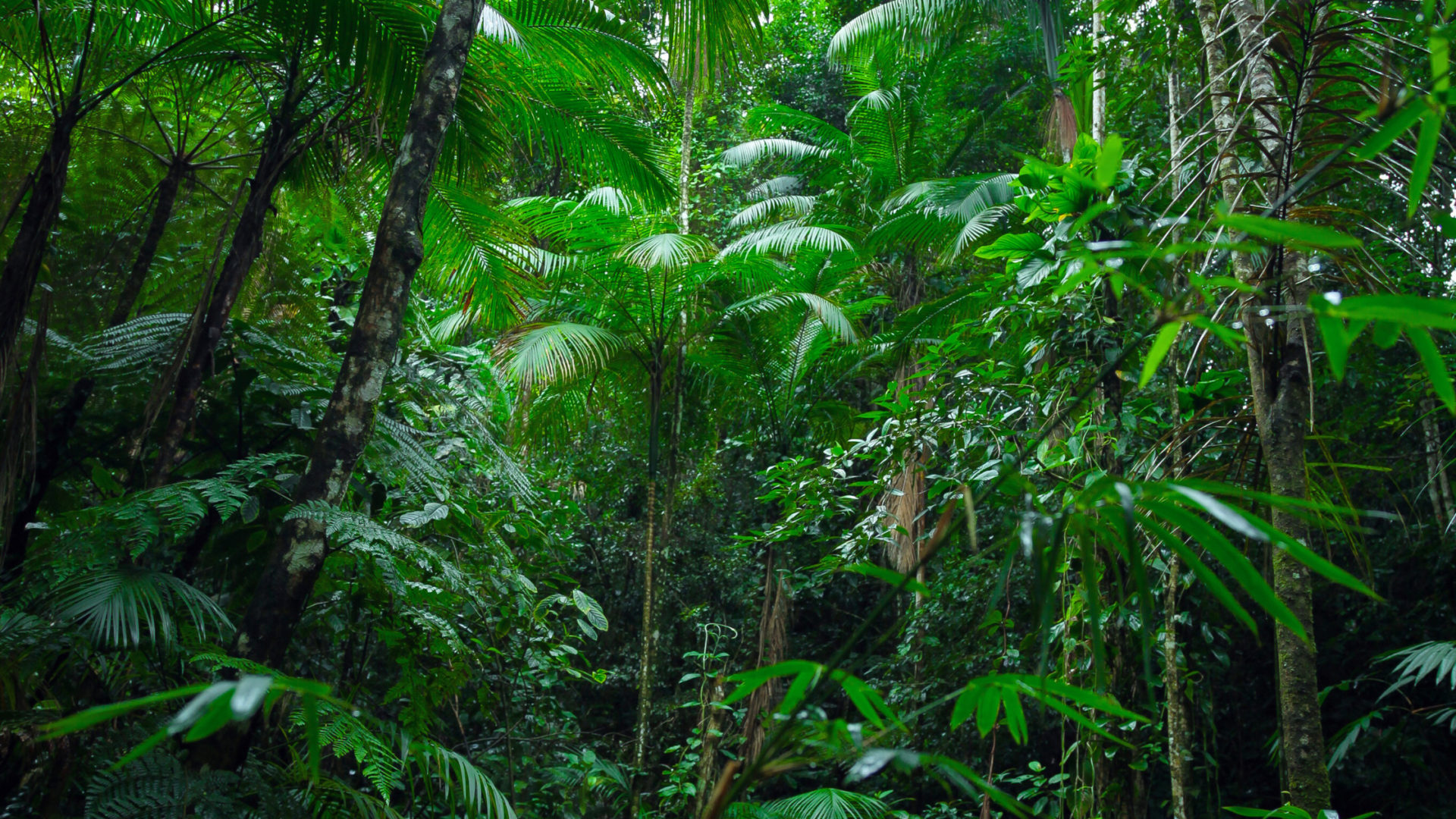 Amazônia