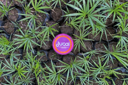 Juçaí