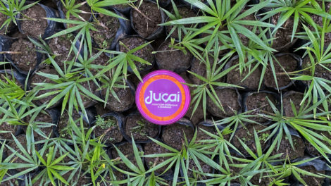 Juçaí