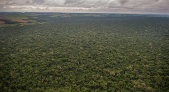 Rede de ONGs da Mata Atlântica denuncia projeto que visa reabrir estrada que divide Parque Nacional do Iguaçu ao meio