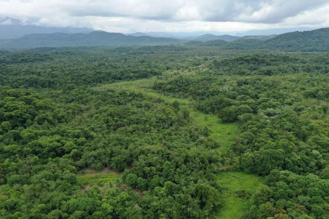 Agroflorestas