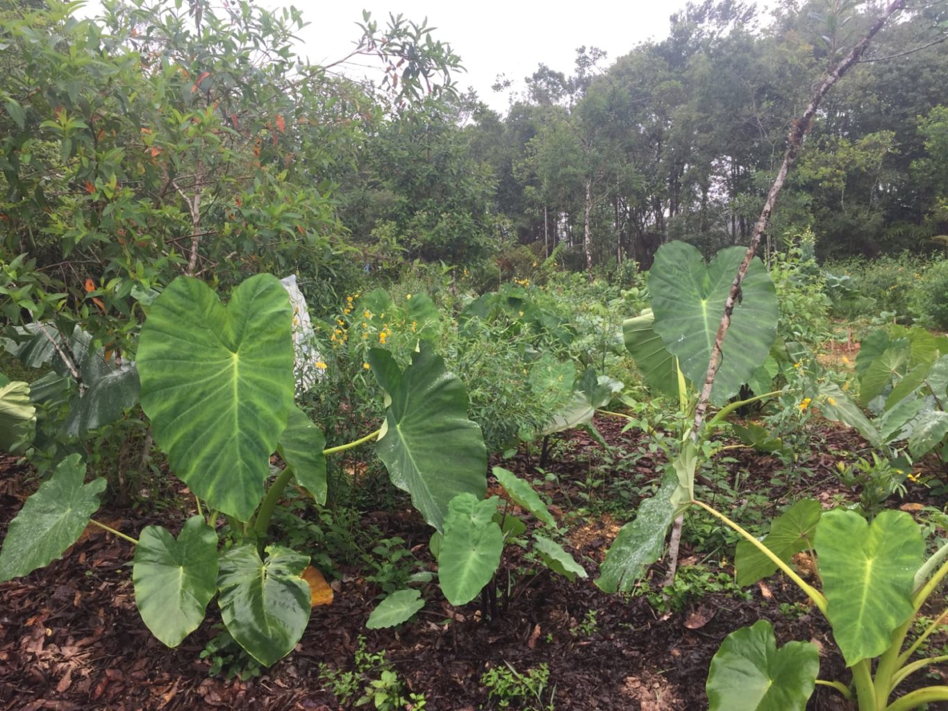 Sistemas agroflorestais