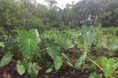 Sistemas agroflorestais