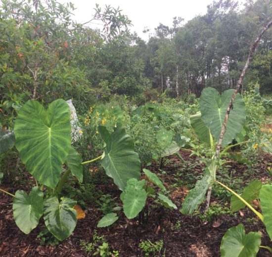 Sistemas agroflorestais