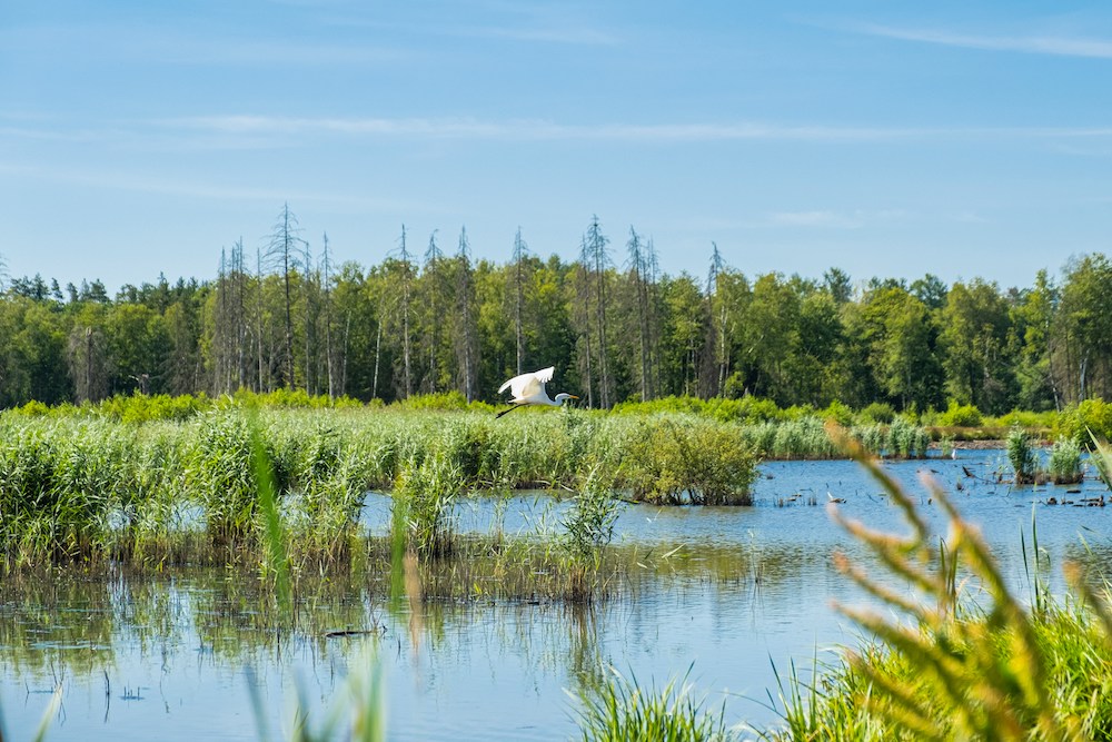 6 recomendações práticas para proteger a biodiversidade e os ecossistemas