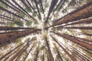 Big techs formam coalizão para escalar projetos de remoção de carbono
