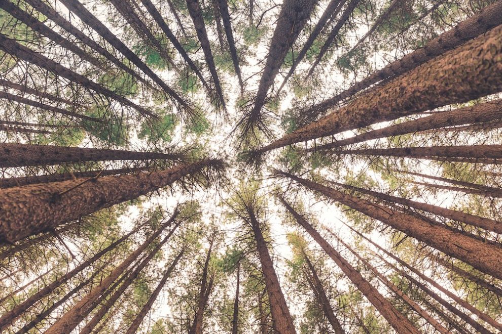 Big techs formam coalizão para escalar projetos de remoção de carbono
