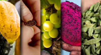 Agricultura regenerativa: cultivando o futuro em um planeta à beira do(s) limite(s)