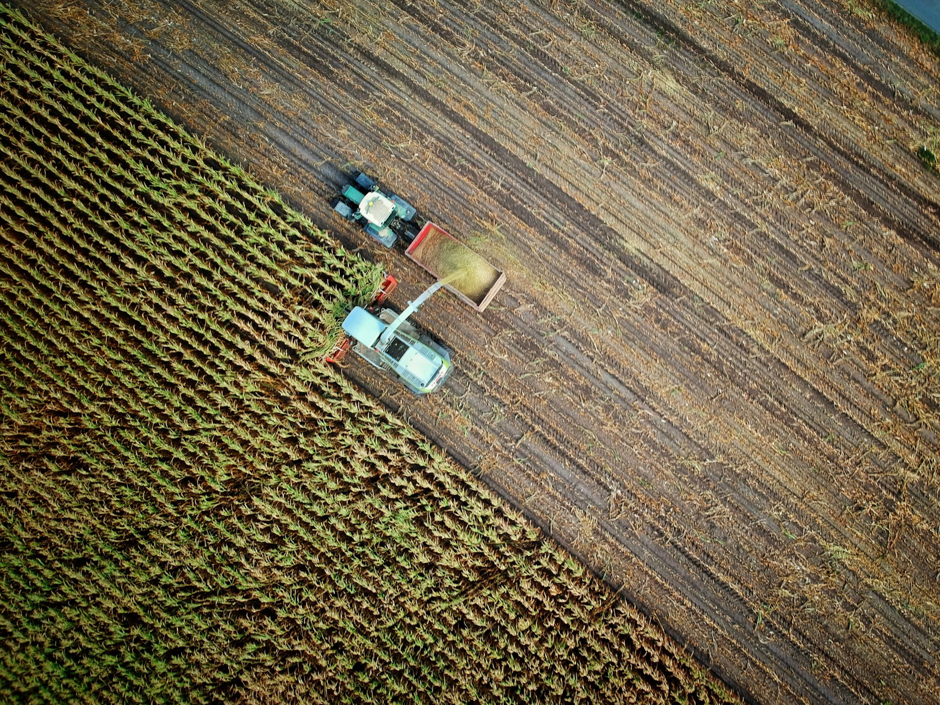 setor de alimentos