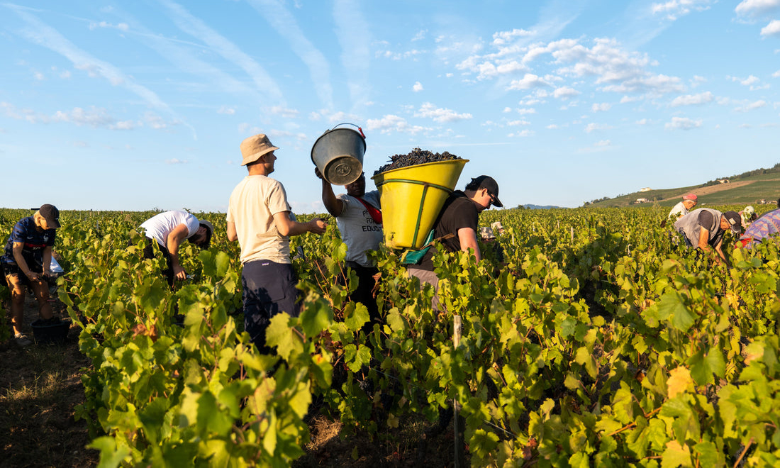 agricultura regenerativa