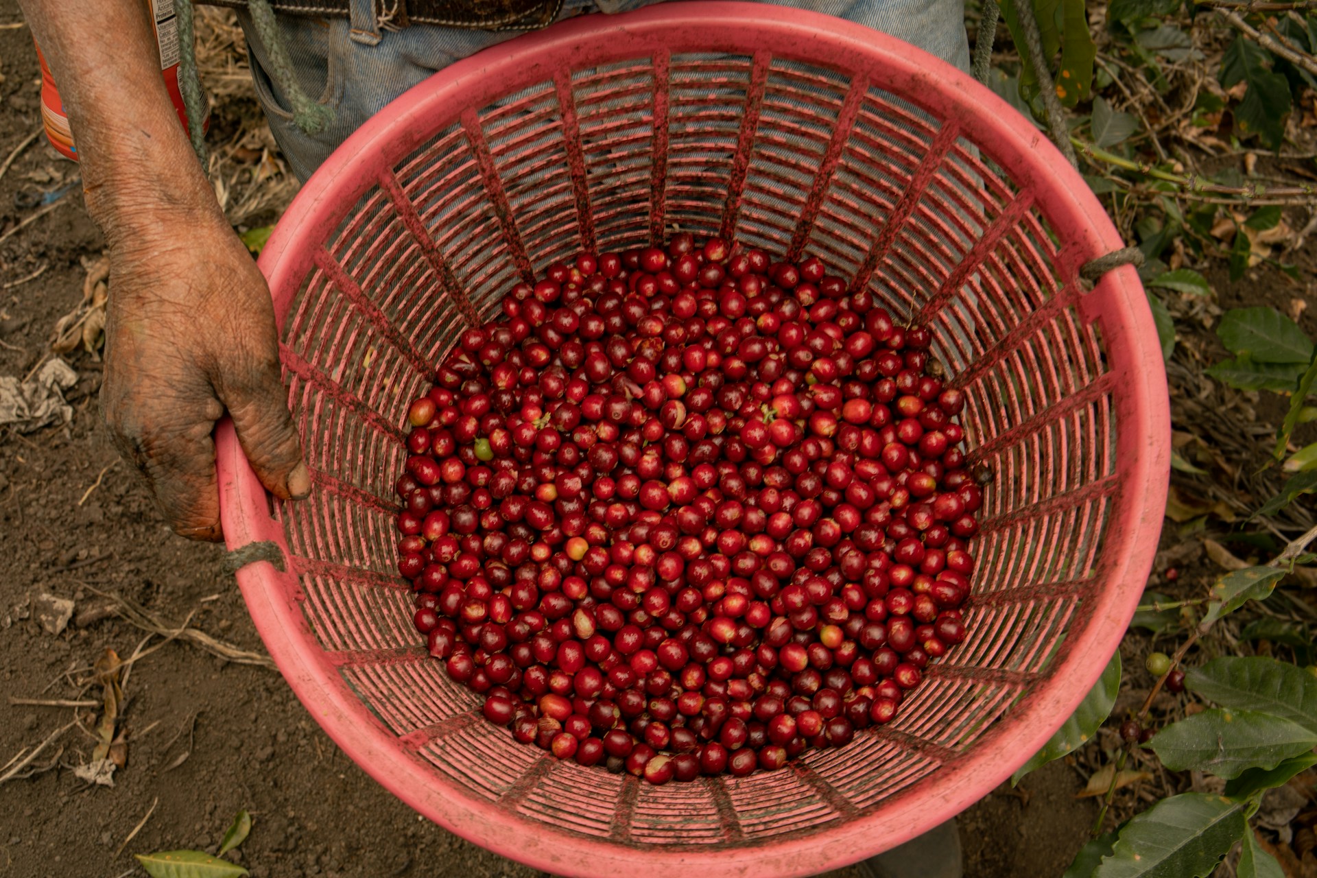 O caminho para transformar o setor cafeeiro