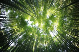 COP29: regras sobre mercado de carbono são aprovadas sem discussão prévia