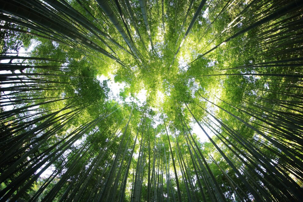 COP29: regras sobre mercado de carbono são aprovadas sem discussão prévia