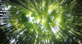Regras sobre mercado de carbono são aprovadas às pressas na COP29