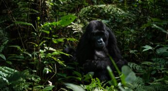 E se os animais fossem os financiadores da preservação ambiental?