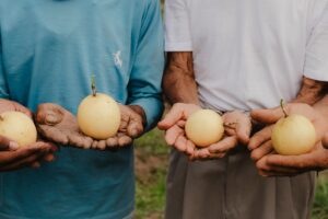 O potencial da bioeconomia no Pará