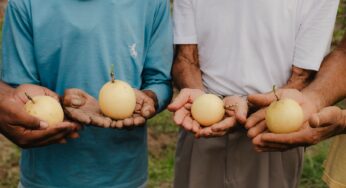 O poder da bioeconomia para gerar empregos e preservar a Amazônia