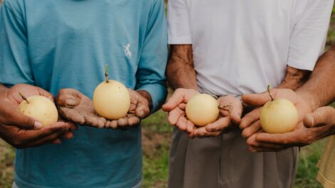 O potencial da bioeconomia no Pará