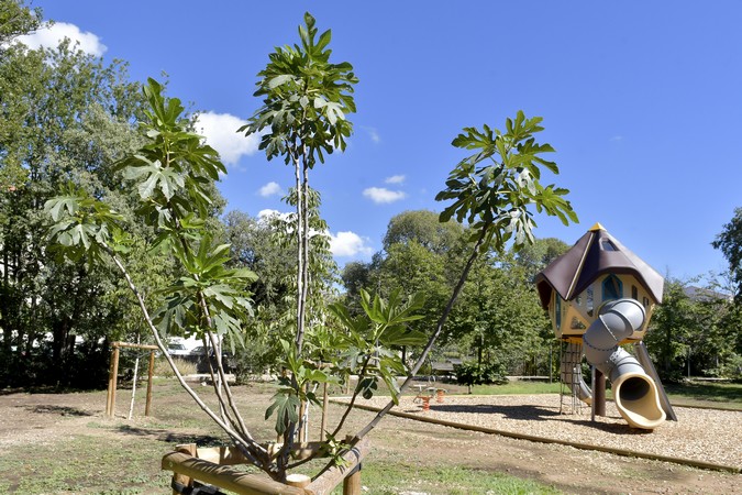 Verde por todos os lados